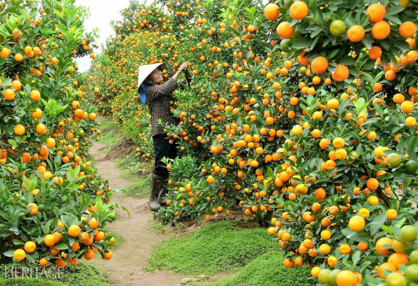 CẨM NANG DU LỊCH CẦN THƠ (PHẦN 2)